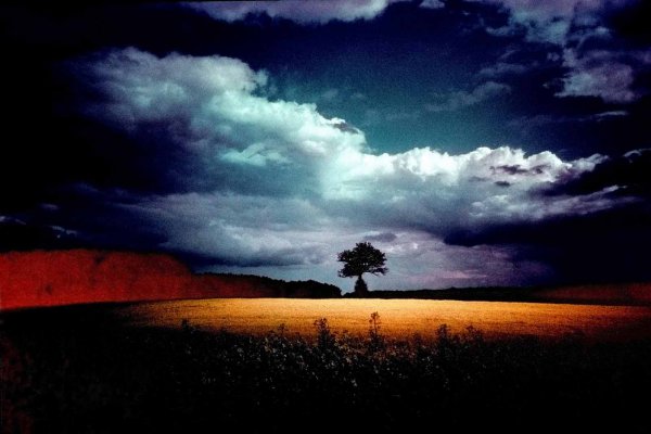 Photo argentique traitement croisé colza et arbre