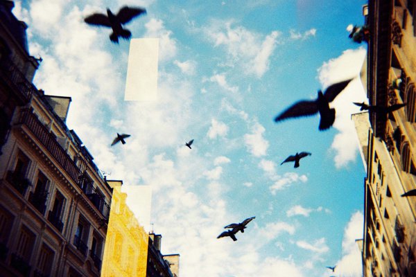 pigeon-vol